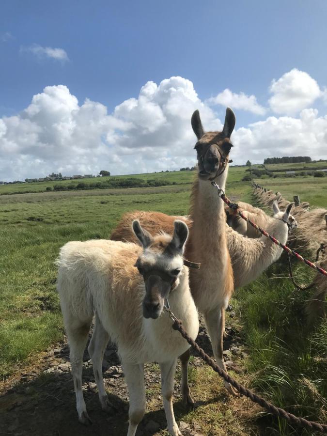 The Beautiful Lazy Llama Shepherd Hut Farm Stay Ballyshannon Exterior photo